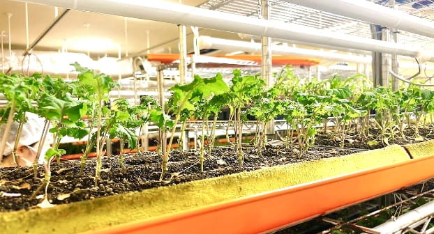 障がい者雇用で屋内植物工場を運営