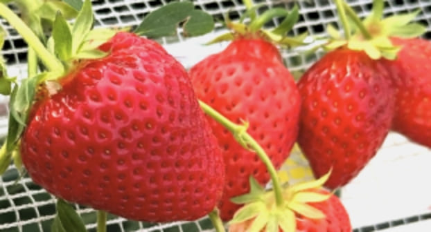 高品質ないちごを低コストで栽培