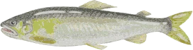 アユ