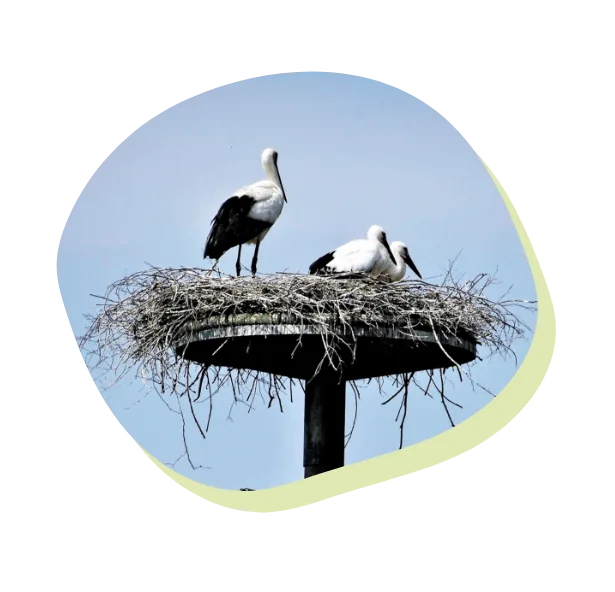 コウノトリの営巣塔