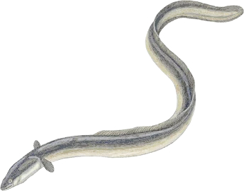 ウナギ